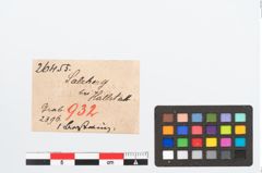 Etikett zu Bernsteinringperle (NHMW-PRAE-026455)